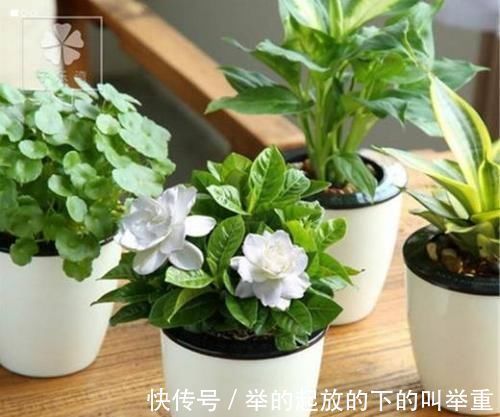 花卉|大爷种栀子花，从不施肥，一些“垃圾”全扔盆里，最后花开十几朵