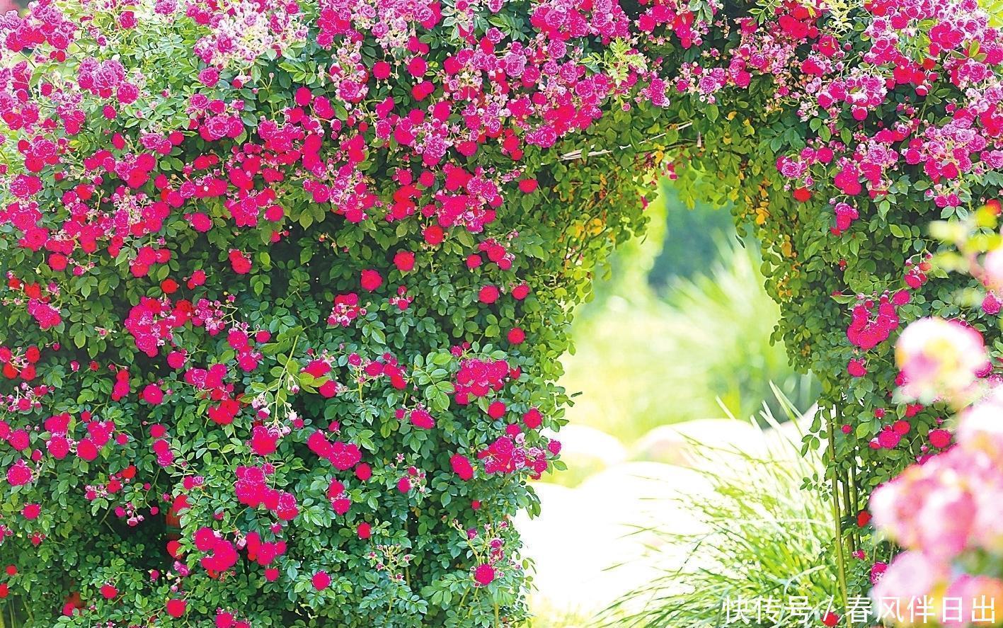 红木香|阳台一定要选择它,那叫一个满园花草