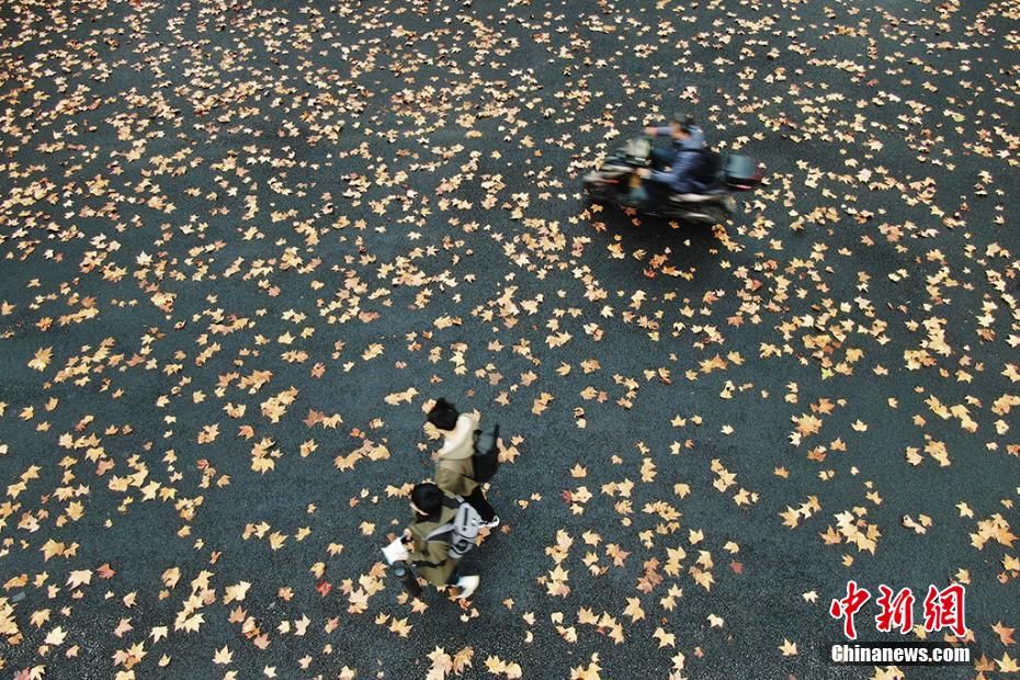 飘飘|南京东南大学落叶飘飘“醉”美校园