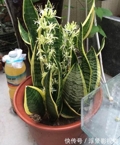 虎皮兰也要加餐,盆里掺上它,呼呼长成“大高个”!