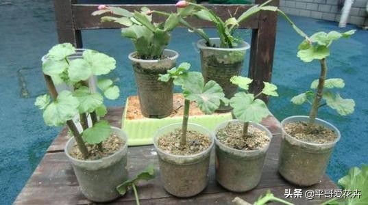 养花|“3种花”适合9月扦插,温度适宜,生根快,而且不黑腐、不烂根