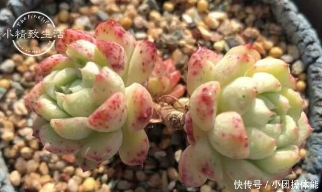 多肉度夏难，常见8种死法，后4种纯属人为，来看看有没有你！