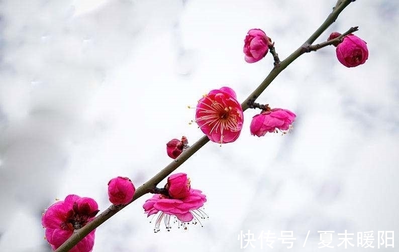 知心#陆游一首七律《梅花》：月色朦胧，花香满身，知心相遇，情思动人