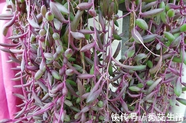 王大妈把这3种多肉吊起来养，瞬间被圈粉，美炸了