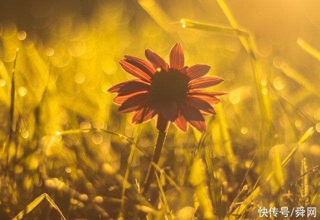 花落|7月底，始终不离不弃，月老眷顾，真情不变的生肖