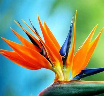 绿萝|越来越多人不养绿萝吊兰了，现在都流行这种植物新宠，好养又漂亮