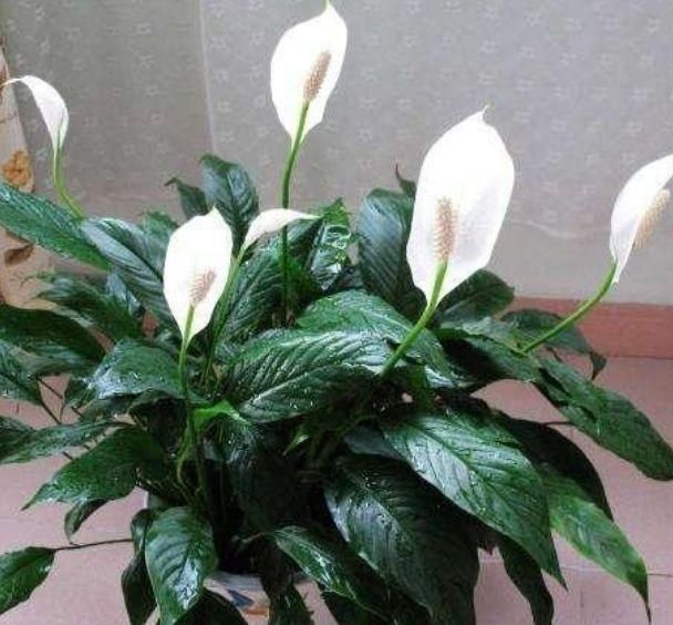 种花|卫生间有异味,就养4种花,耐阴吸异味,养在卫生间高大尚