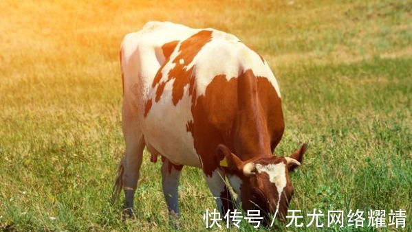 喜从天降|四月以到，生肖牛将会“喜从天降”，属牛人看看怎么回事
