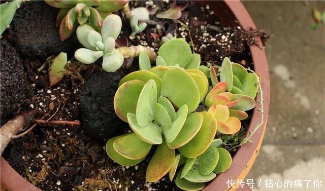 唐印，从菜到萌，从一到多！