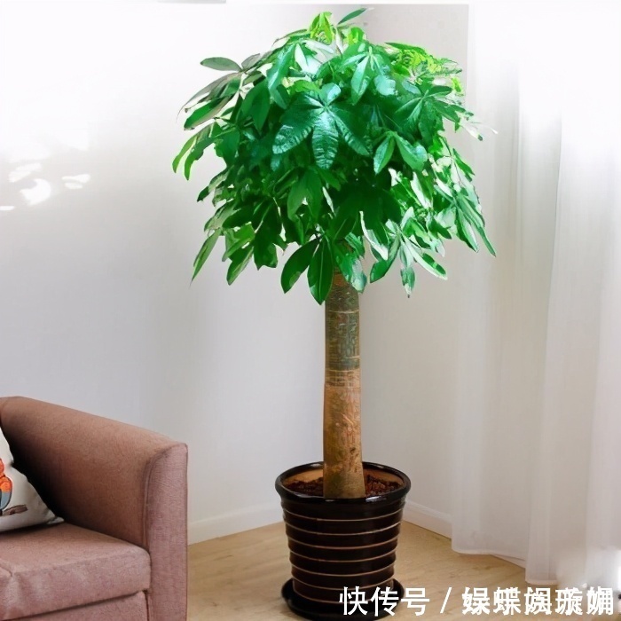 散尾葵|客厅养花别乱养,选5种花,好养好看,高端大气上档次