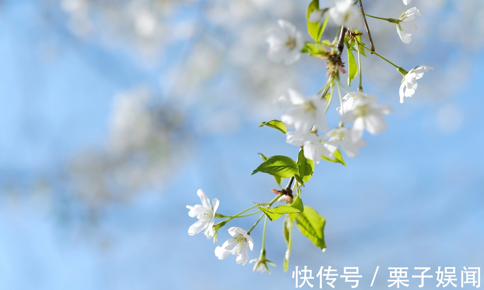 诗人@早春诗五首,您心仪哪一首?