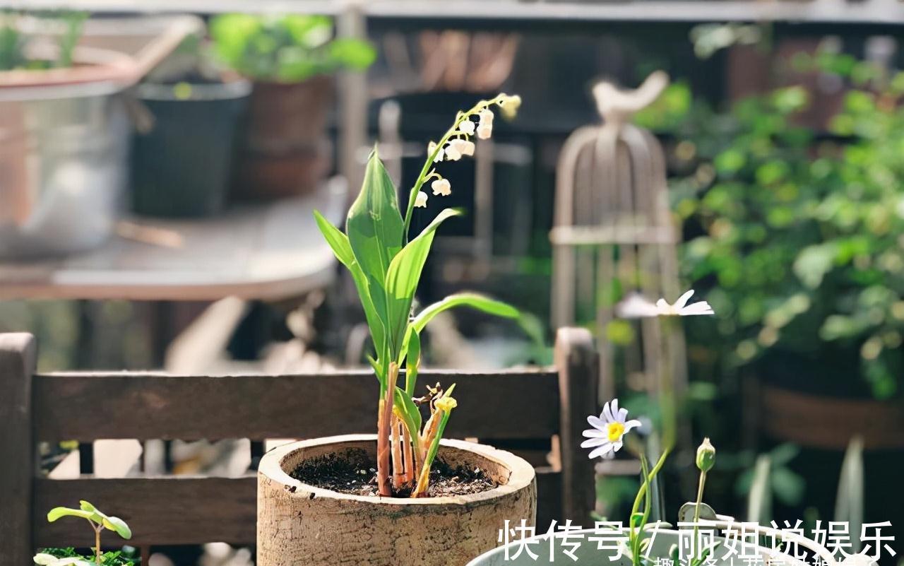 比较耐寒的11种花卉,有的能抵御“零下几十度”低温,漂亮又好养