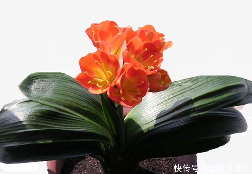 养君子兰、兰花要想发芽快、开花多、花期长，四点是关键