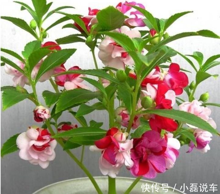 5种花漂亮又好养,比牡丹好看,阳台开花变温馨小花园