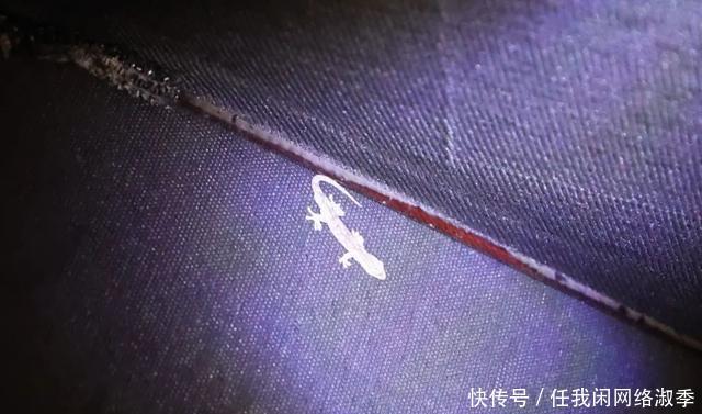 地球一小时︱探秘自然之夜,为地球发声