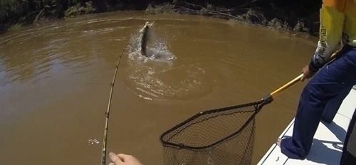 鱼很聪明,绕过大树,鱼竿只能跟着绕,看到鱼获让人激动