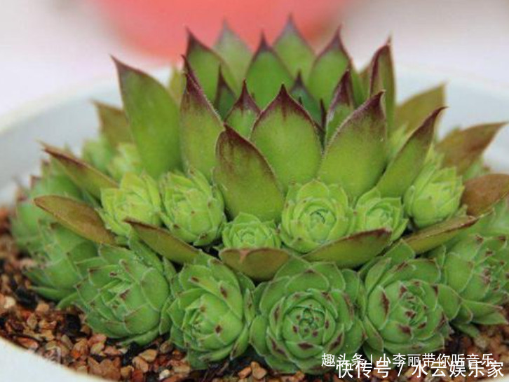 侧芽|养多肉首选“观音莲”,造型好又好养,一棵自己能爆盆,侧芽真多