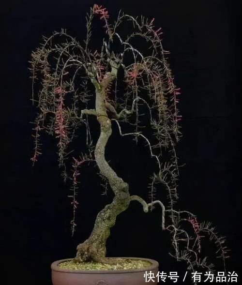 盆景各式各样,叫法各有不同,基础的13种式样,你见过几种