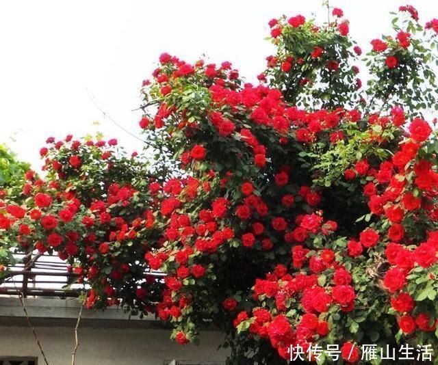 甜蜜红木香|我国最香的花,比桂花香10倍,好养易成活,家里种2棵就不得了