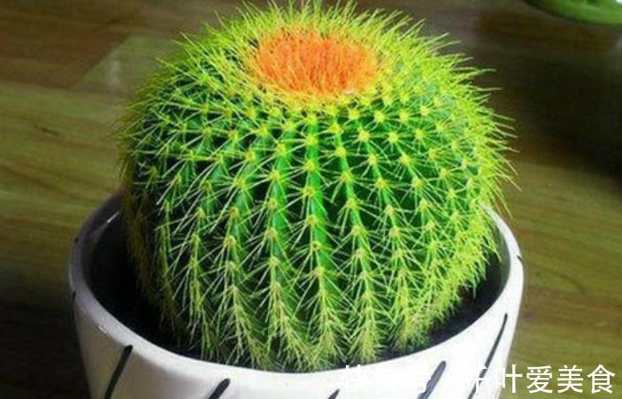 多肉法师|养花别大意,3种花对身心健康不利,再喜欢也别养,你养过几种?