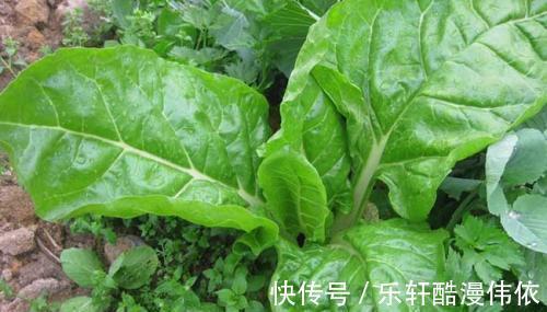 厚皮菜|乡下一种不好吃的菜，30年前总能在餐桌上见到，如今却成畅销菜