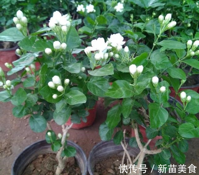 6种花,再舍不得也要“搬出去”,越狠狠晒,越满头开花!