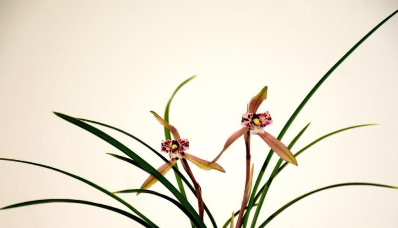 花卉|种植兰花是否需要施肥？想要种好兰花，这些点你要知道