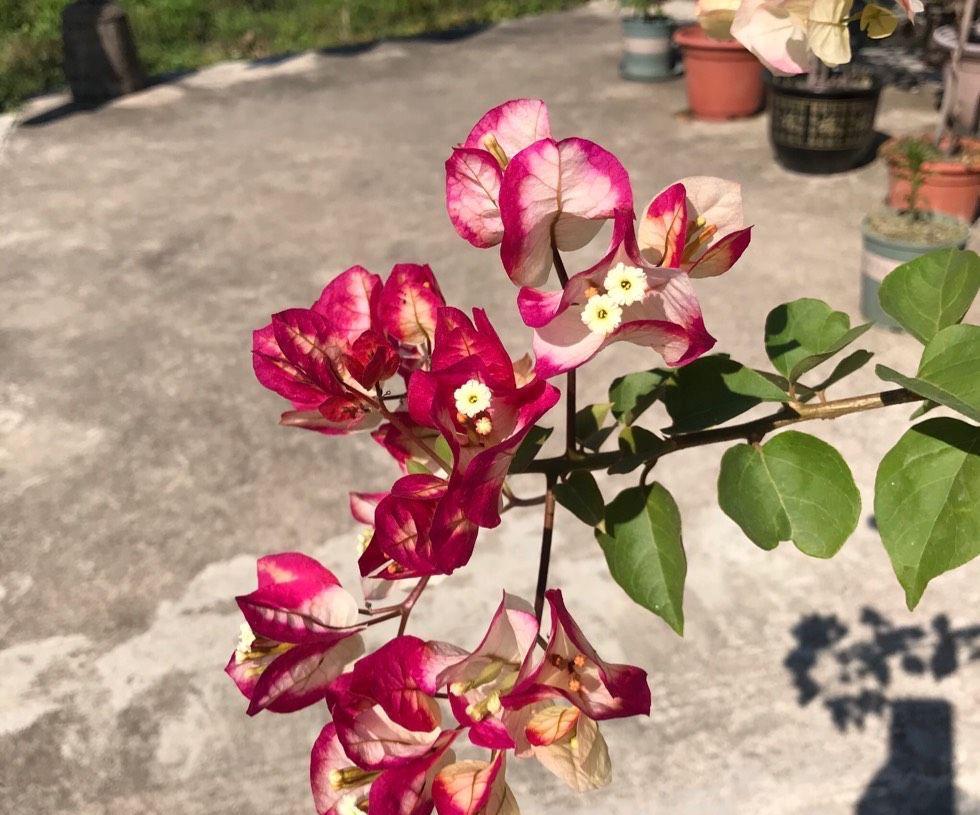 有机肥|让三角梅顺利开花,做好三步,花开大半年,比枝叶多