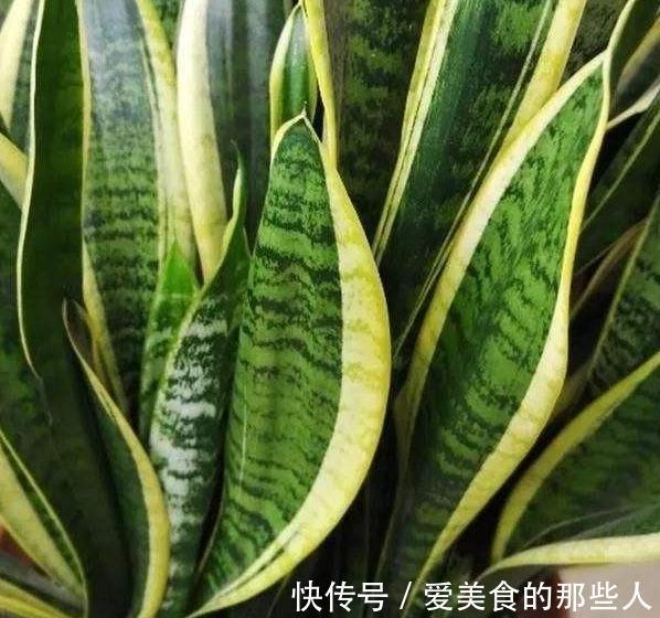 霜降后，浇花要当心，4盆花最容易烂根，把握分寸很关键