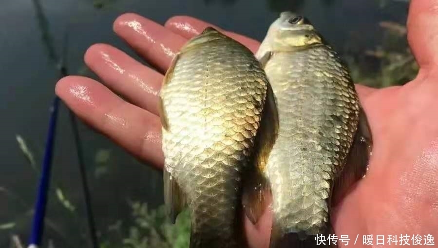 鲫鱼|说出来你可能不信，热天钓鲫最不该错过这特效饵，既省钱又好用