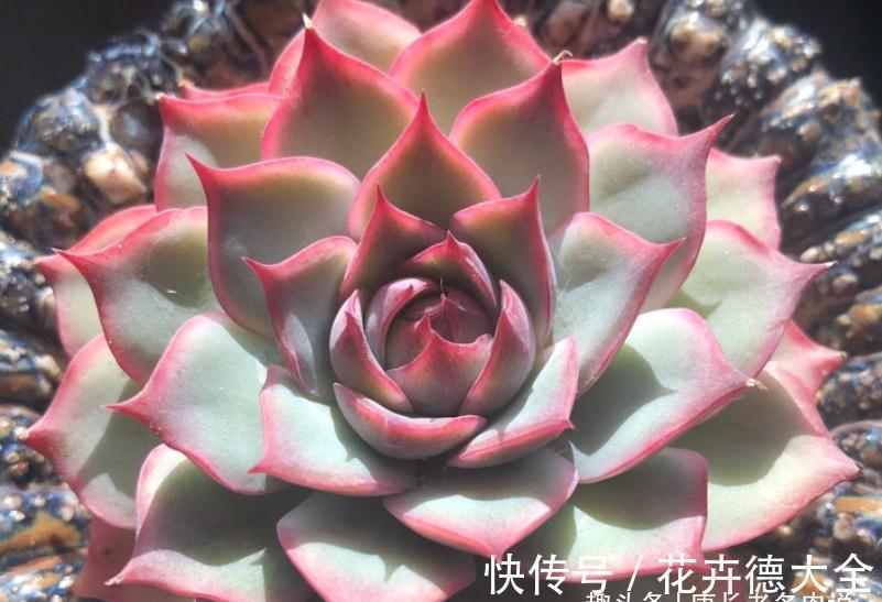 在找有颜值又好养，还容易养成捧花状的多肉？那就是粉色提示了！