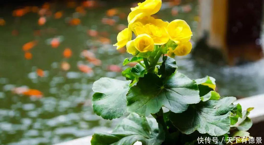 花盆里加这4样东西,长势茂盛,花蹭蹭开爆盆