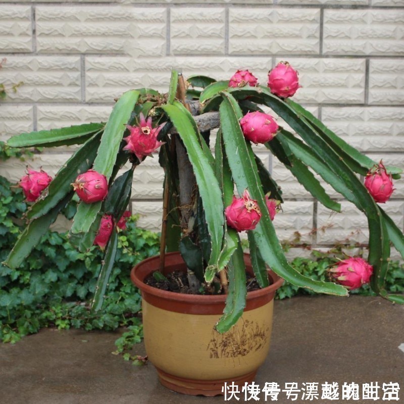 要是你家有空地,推荐这6株果苗,沾土就活,新鲜水果吃不完