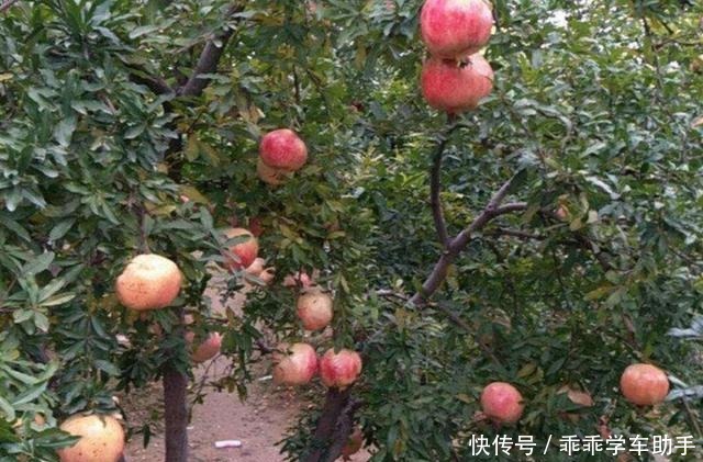 农村的庭院里,常栽5种树,既漂亮又美观!