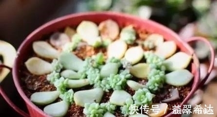 成功率|用这个方法繁殖多肉植物,发芽快,成功率高!想不爆盆都难!