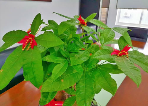 怕水的“5种花”,再喜欢也别乱浇水,浇“错”就烂根黄叶