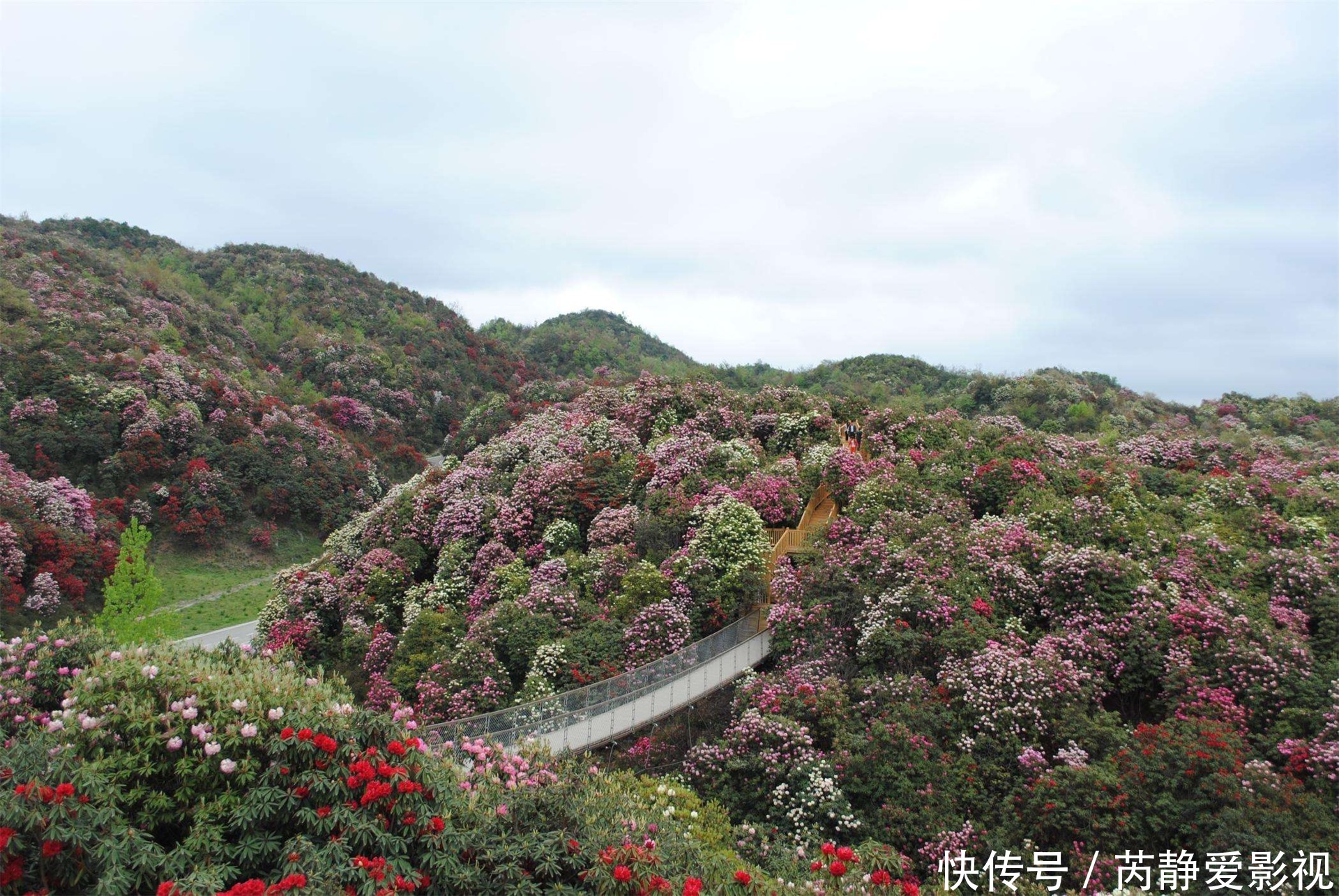 中国最大的天然杜鹃园，品种繁多芬芳缭绕，不经意间便沉醉其中