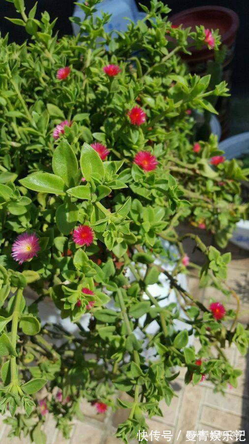 藤本樱霞|这些植物，越浇水越好，非常喜水，浇水就能活，浇水就能爆盆