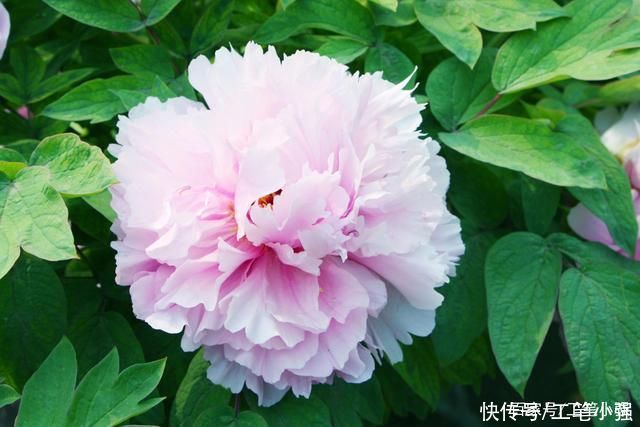 始吐|皮日休:落尽残红始吐芳，佳名唤作百花王