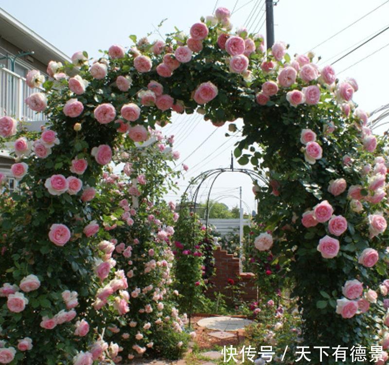 月季春天“压一下”,一个芽变成一排芽,花量多5倍,阳台高颜值