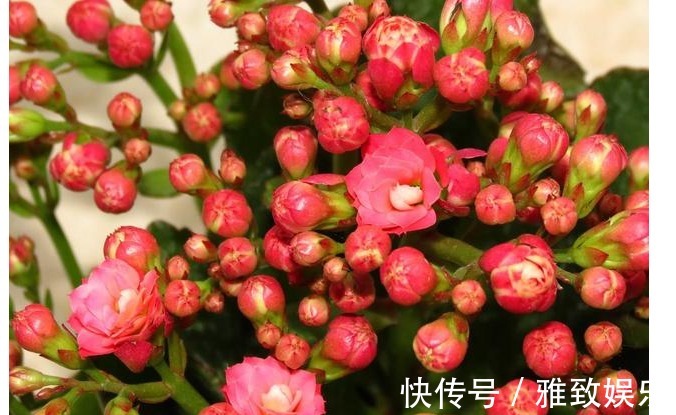 冬天最适合养以下几种花,好养又易爆盆,零下的温度也冻不死