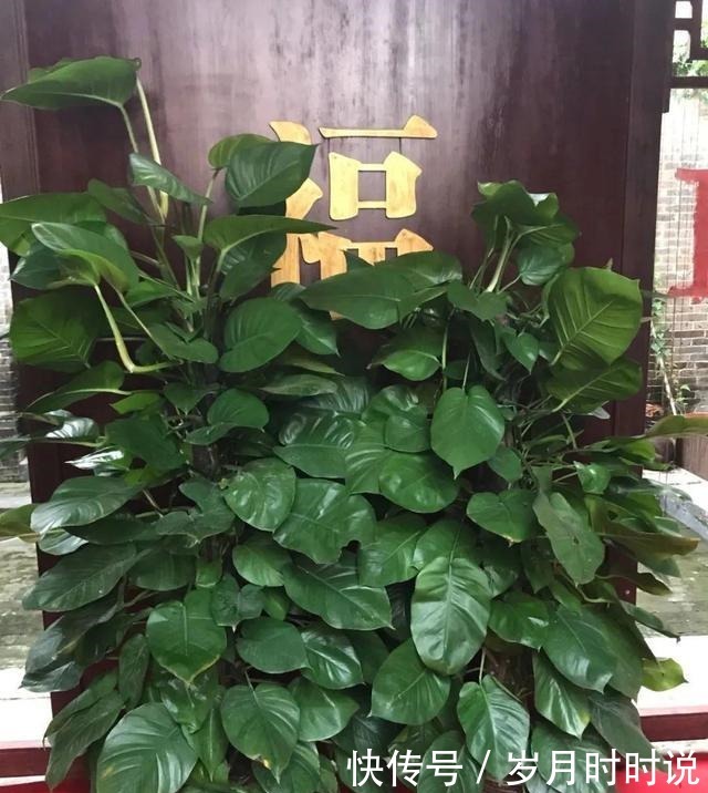 它是天然叶面肥,一擦一喷,叶子比打了蜡还亮!