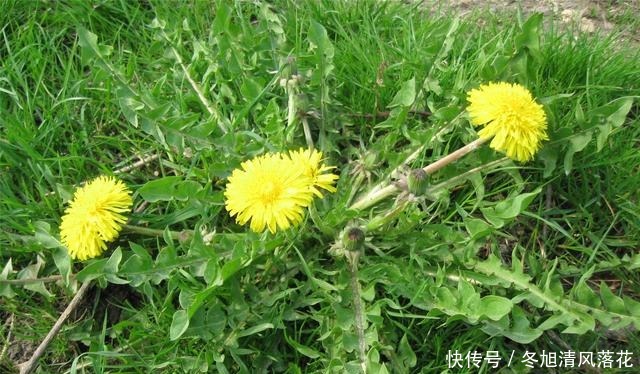 蒲公英炒鸡蛋,很多人都做错了,多加2步,鸡蛋滑嫩,蒲公英不苦!