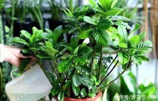 家庭|家庭常见的喜酸性花卉,调酸补铁要定时,“醋”是很好的伴侣