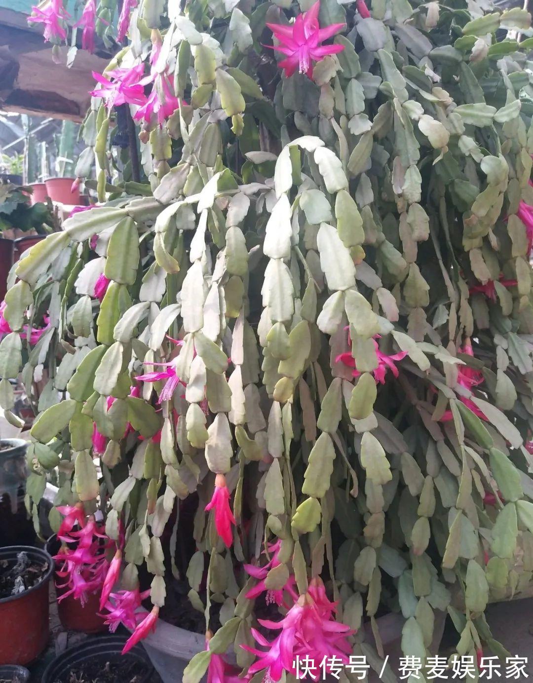 仙人|1种花不是真昙花，1次能开上百朵，比蟹爪兰美，怪不得都去抢假货