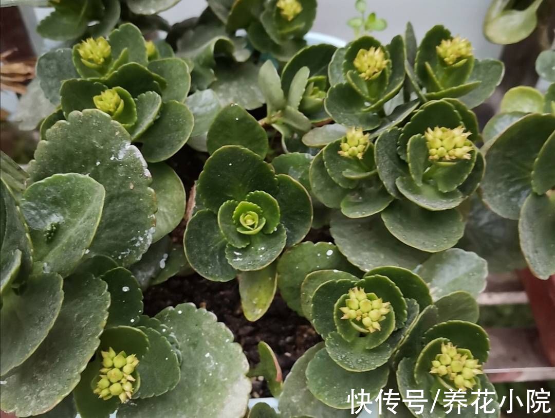 花芽|秋天养这3种花，不要修剪得太晚，不然影响孕蕾开花