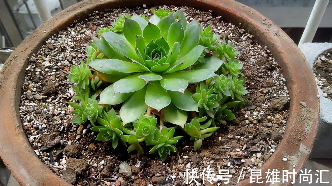 养多肉不知道如何浇水?老花匠在此分享妙招,告诉你其实并不难