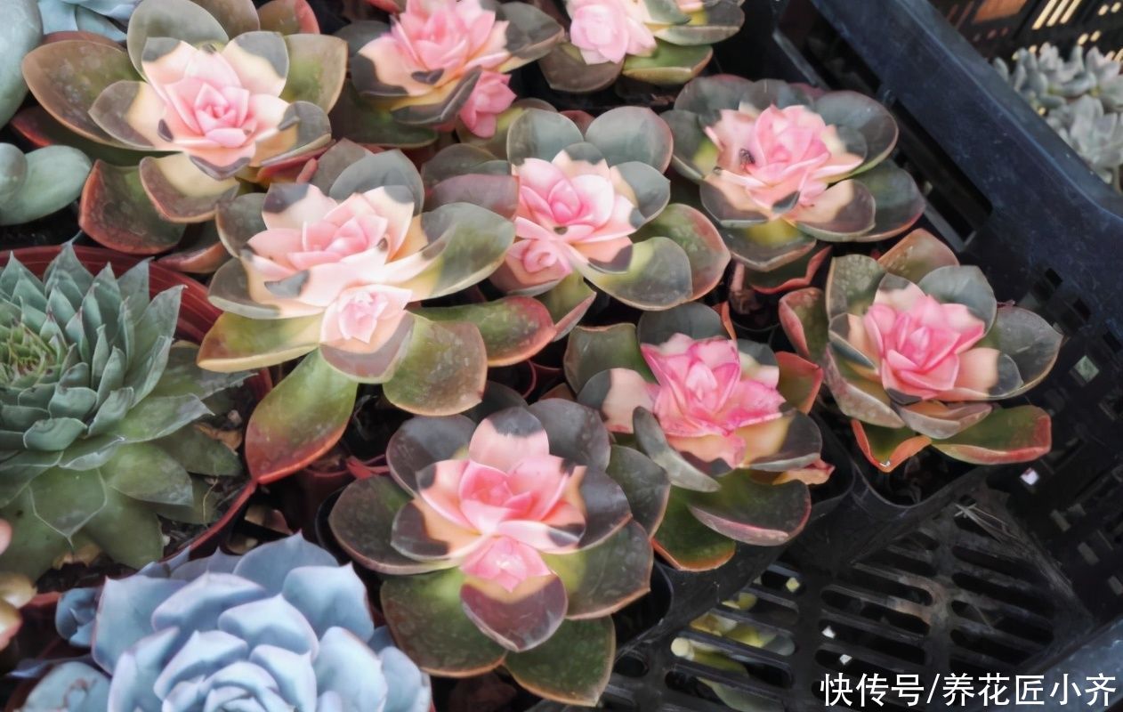 新手养花都被三种花坑过,虽然它们很漂亮,但是确实难养活