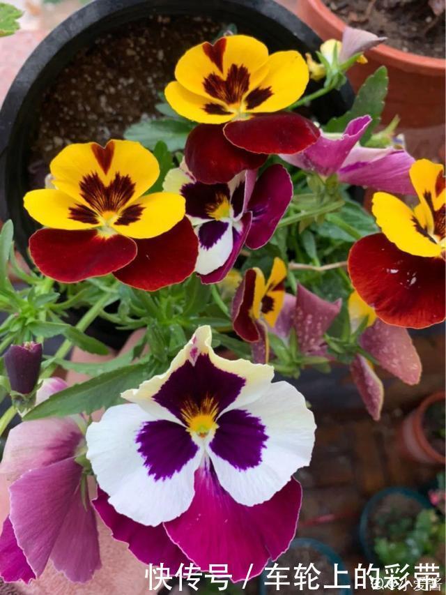 吊兰长满小金鱼,养上5年,越养越上瘾!