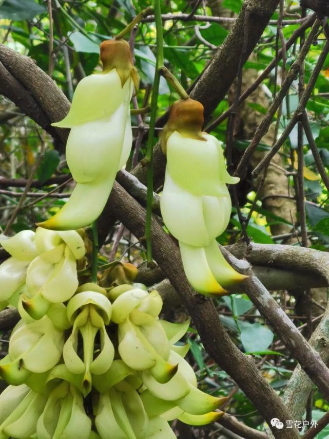 禾雀花开了吗？禾雀花已盛开